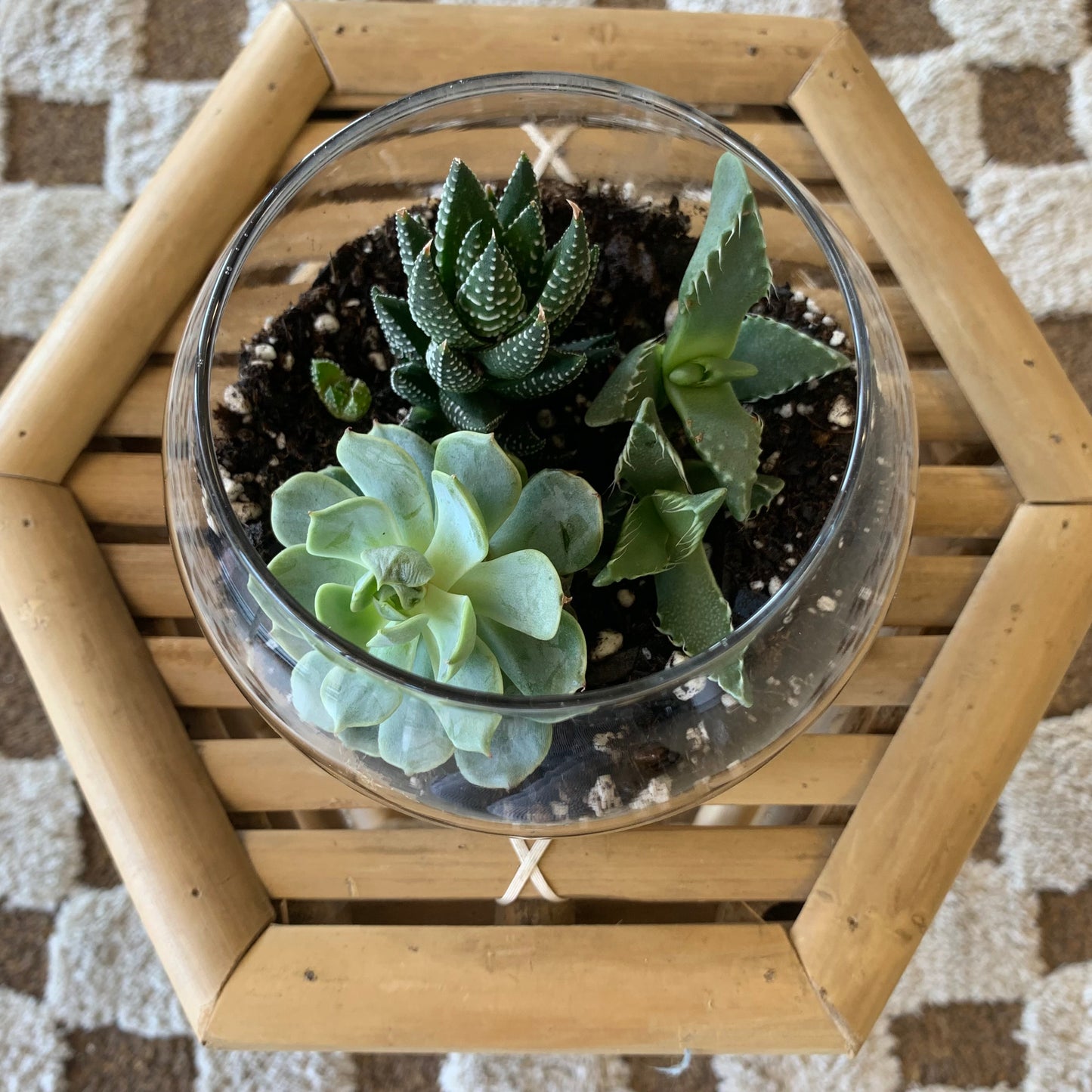 Succulent Terrarium