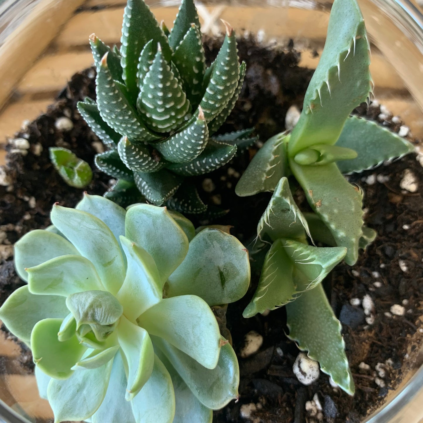 Succulent Terrarium