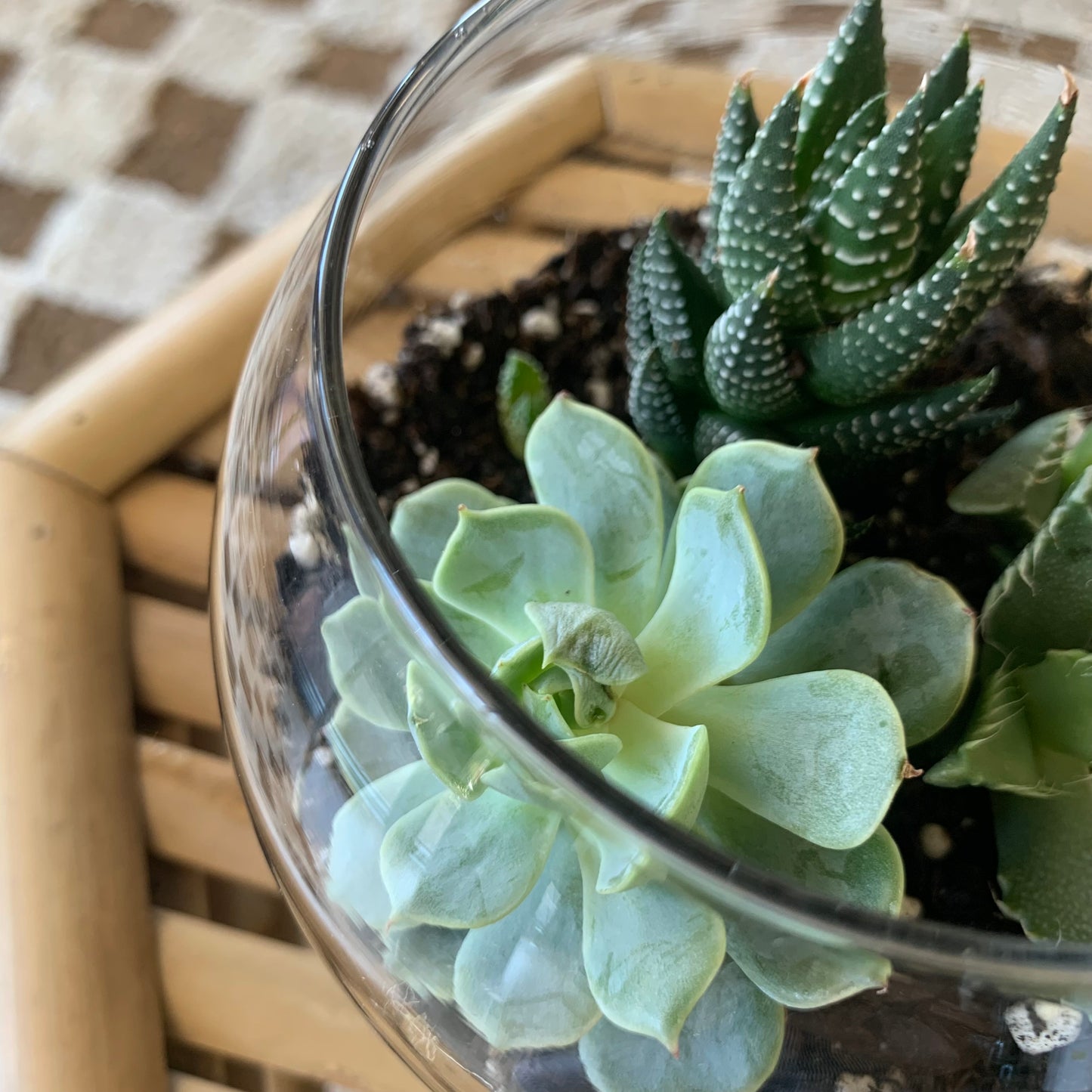 Succulent Terrarium