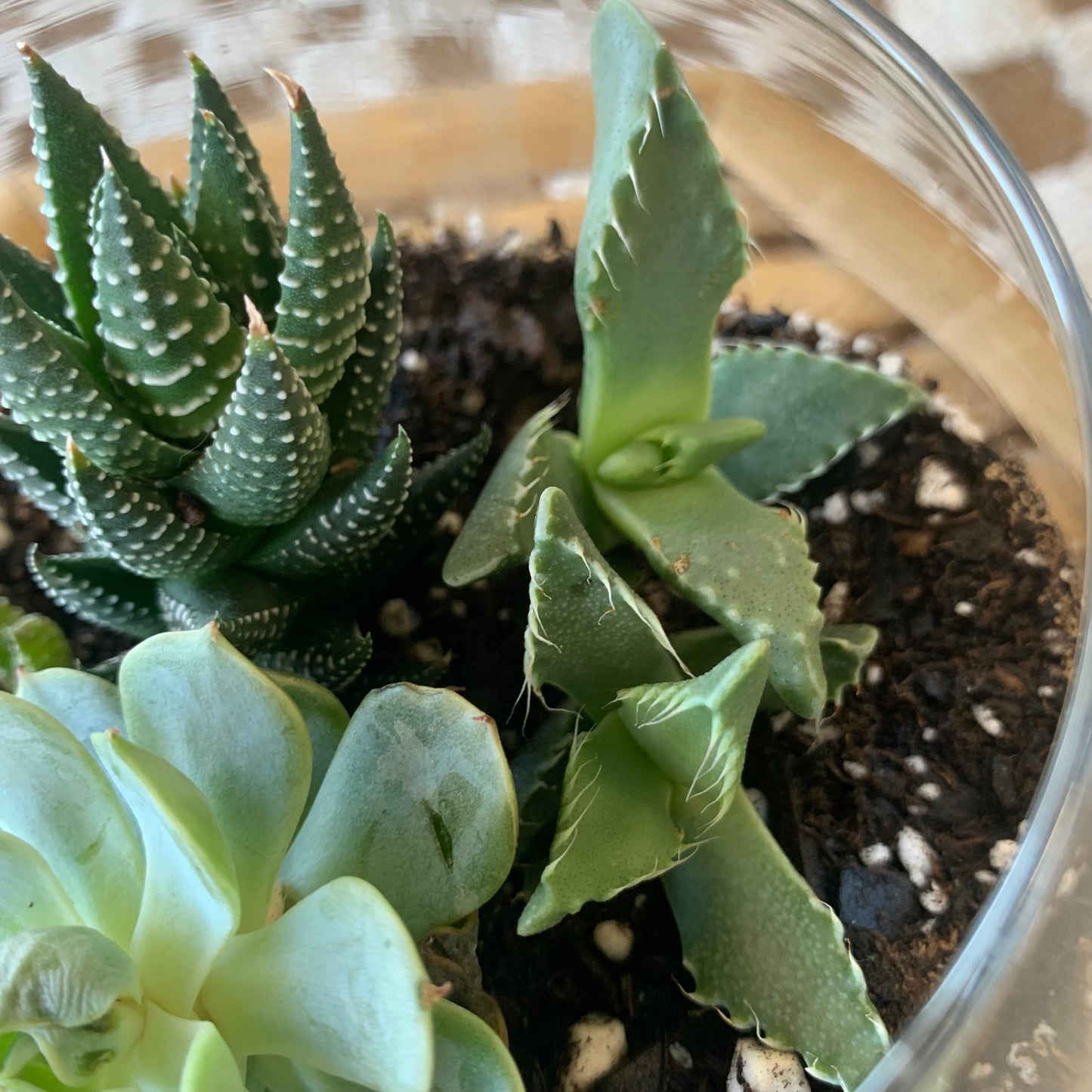 Succulent Terrarium