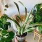 Sansevieria Sayuri