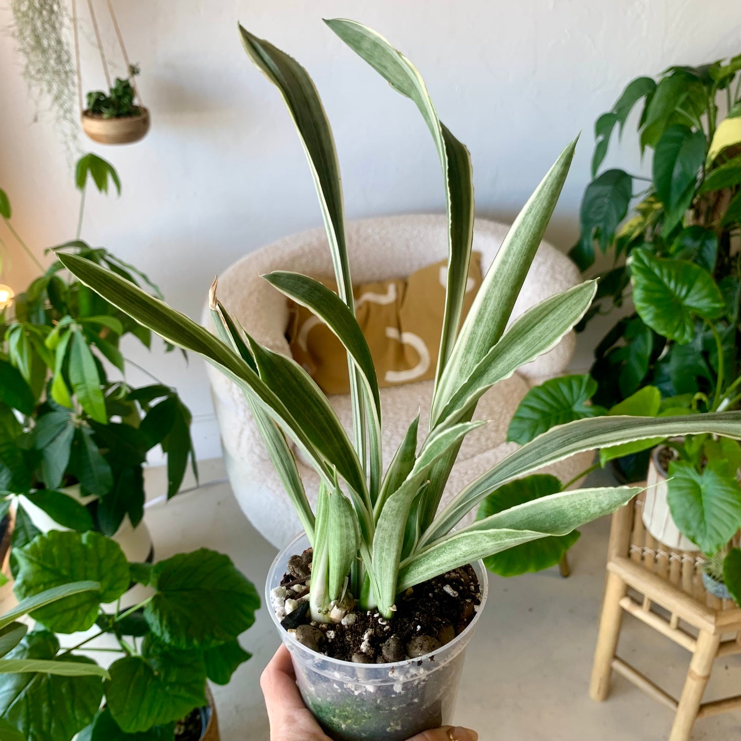 Sansevieria Sayuri