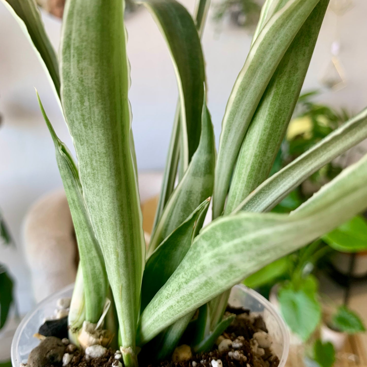 Sansevieria Sayuri