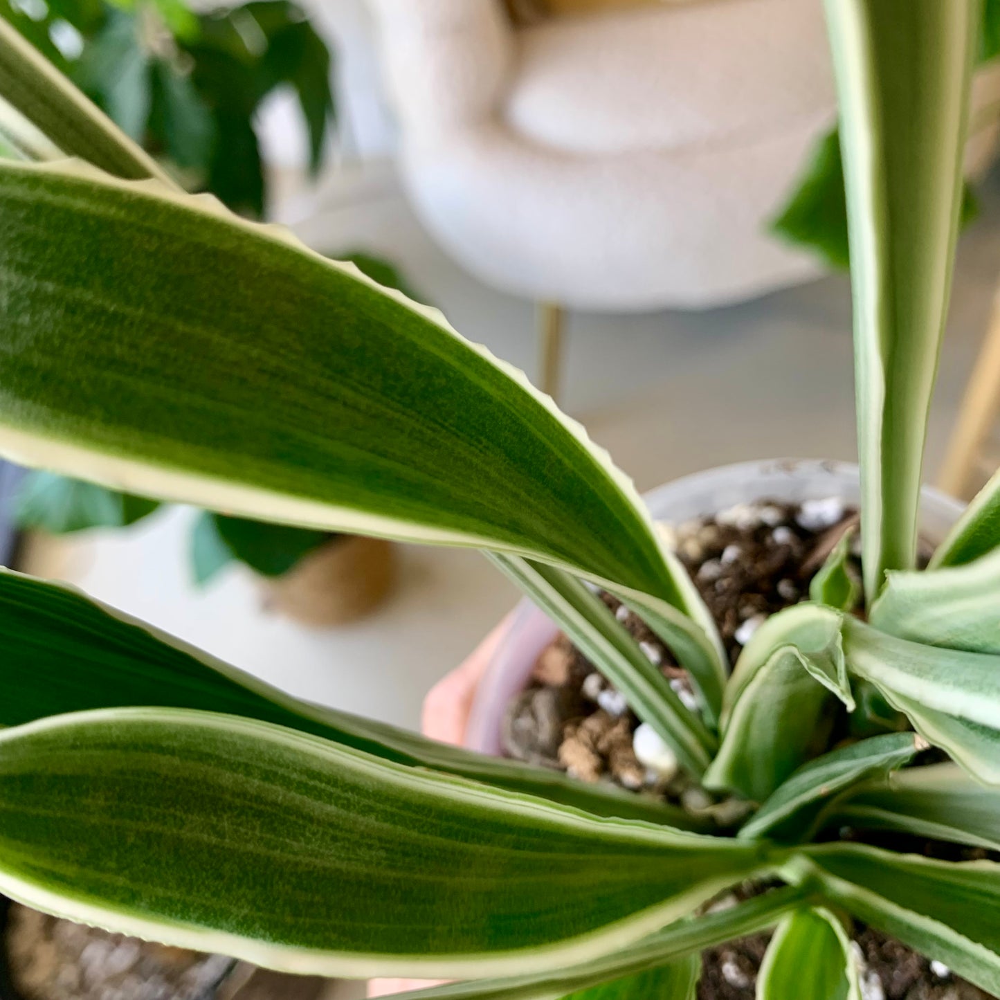 Sansevieria Sayuri