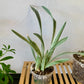 Sansevieria Sayuri