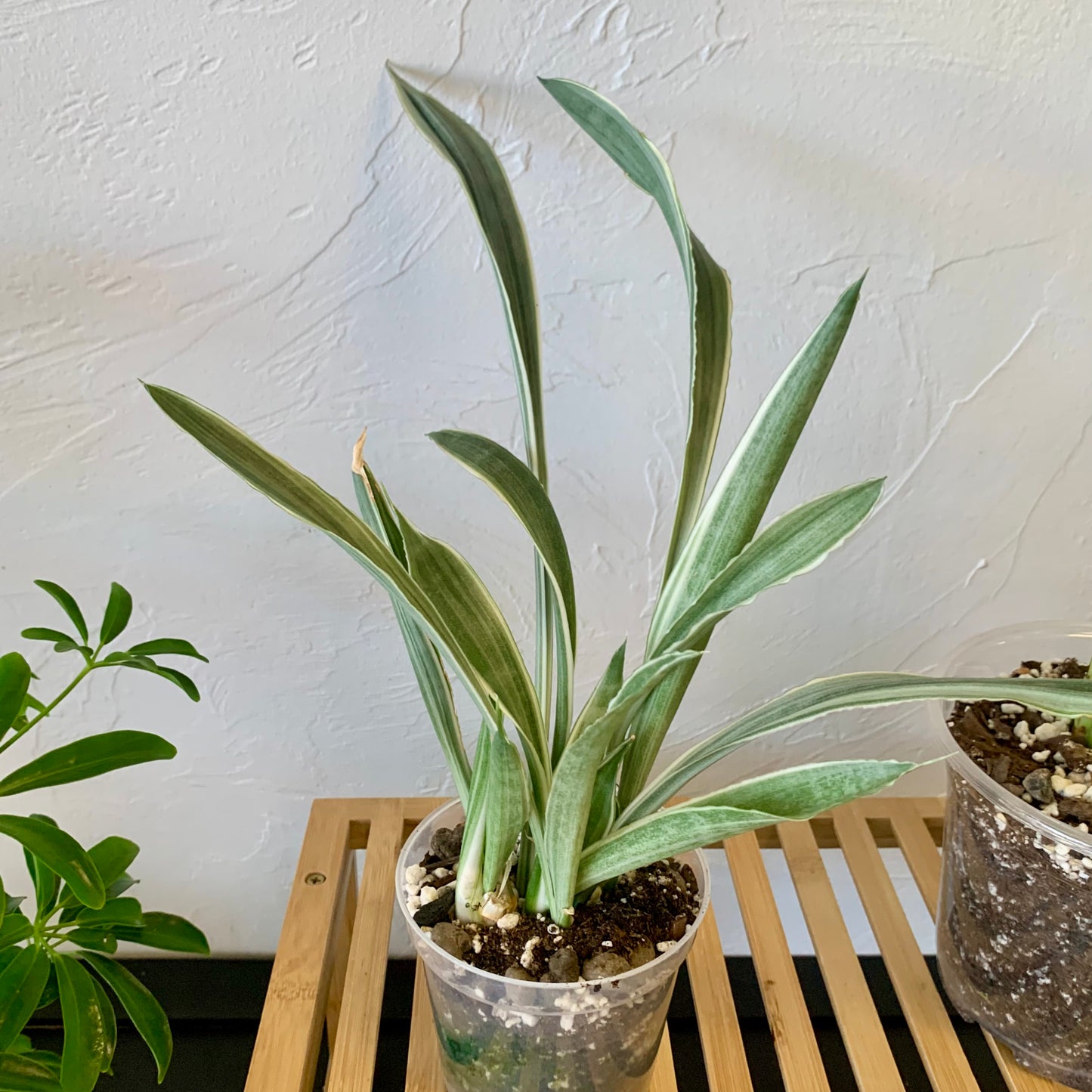 Sansevieria Sayuri