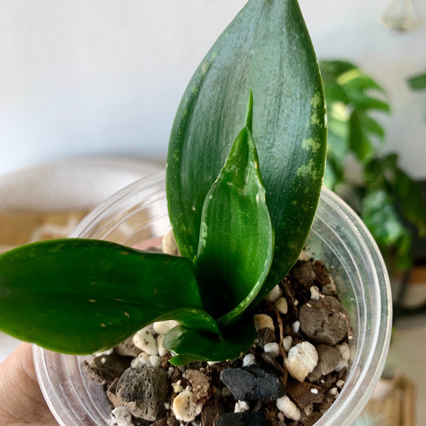 Snake Plant "Whitney"