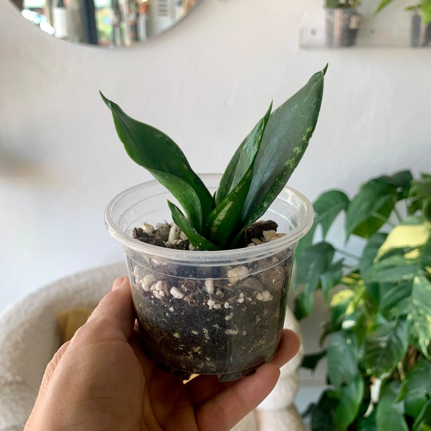 Snake Plant "Whitney"