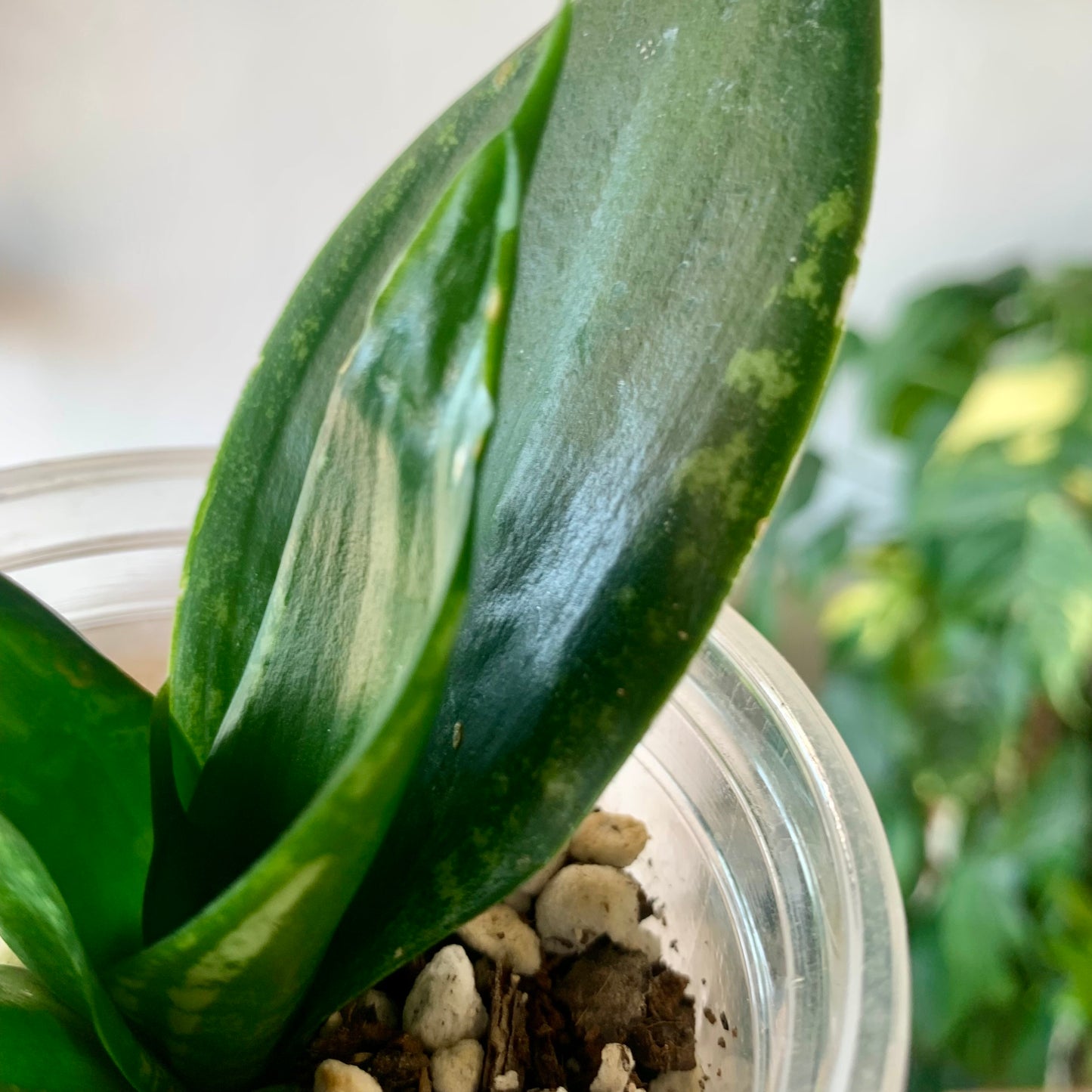 Snake Plant "Whitney"