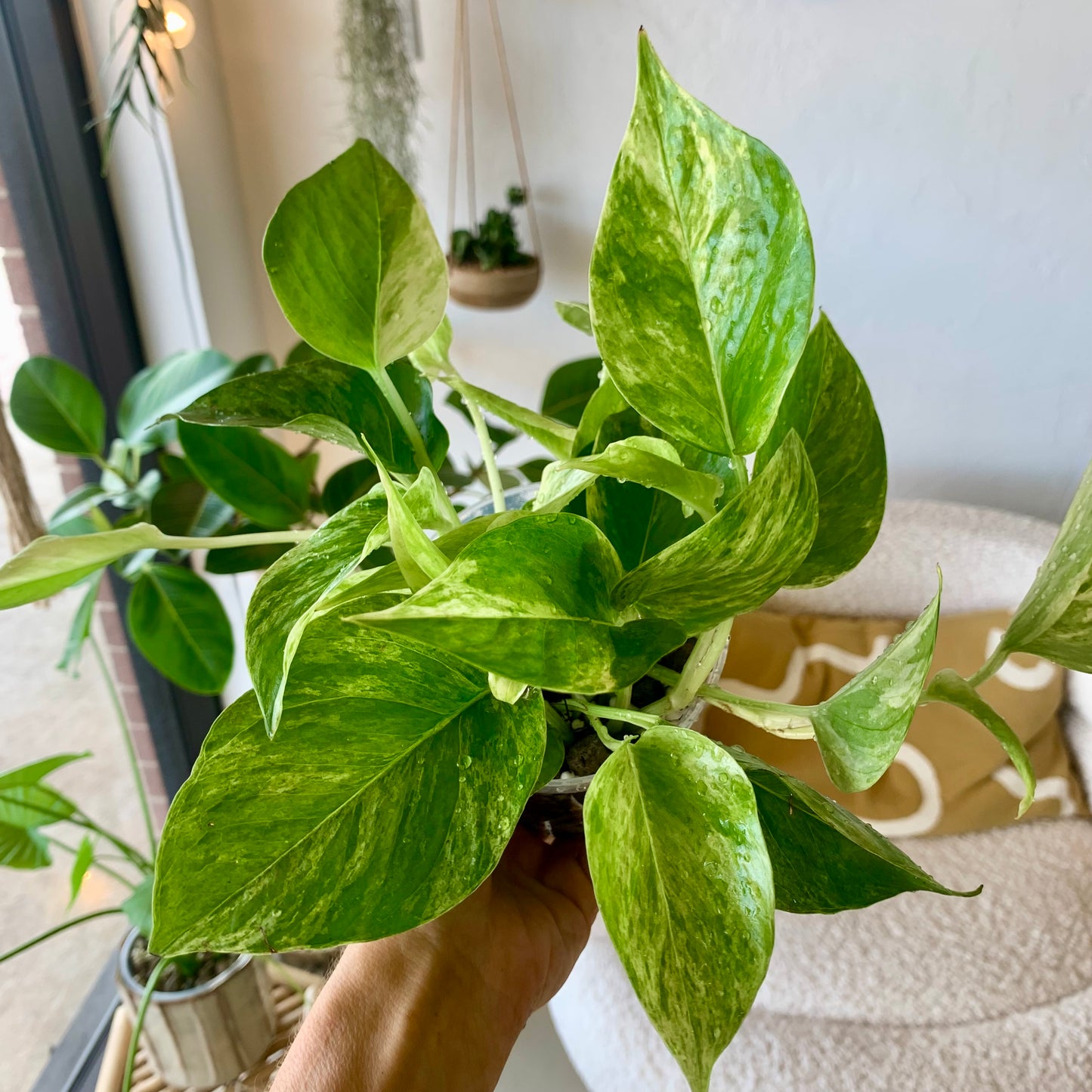 Marble Queen Pothos