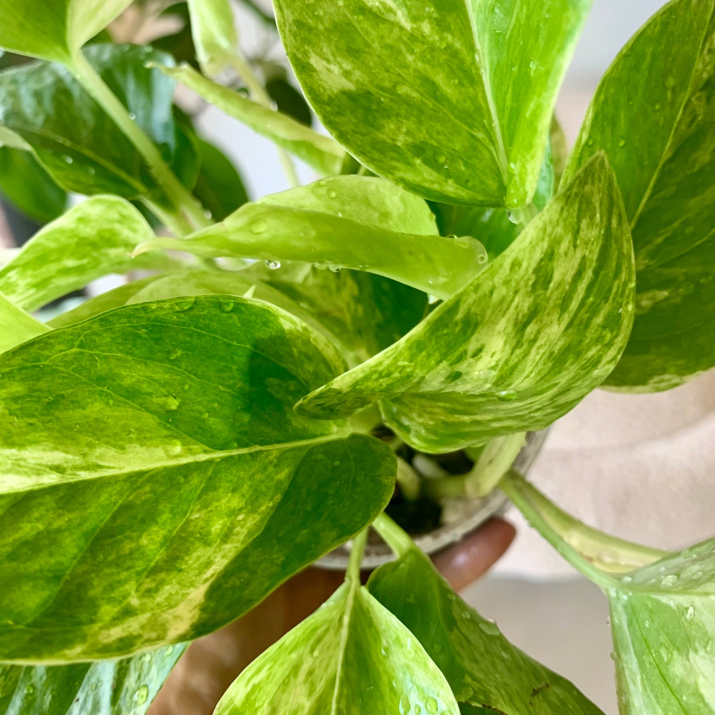 Marble Queen Pothos