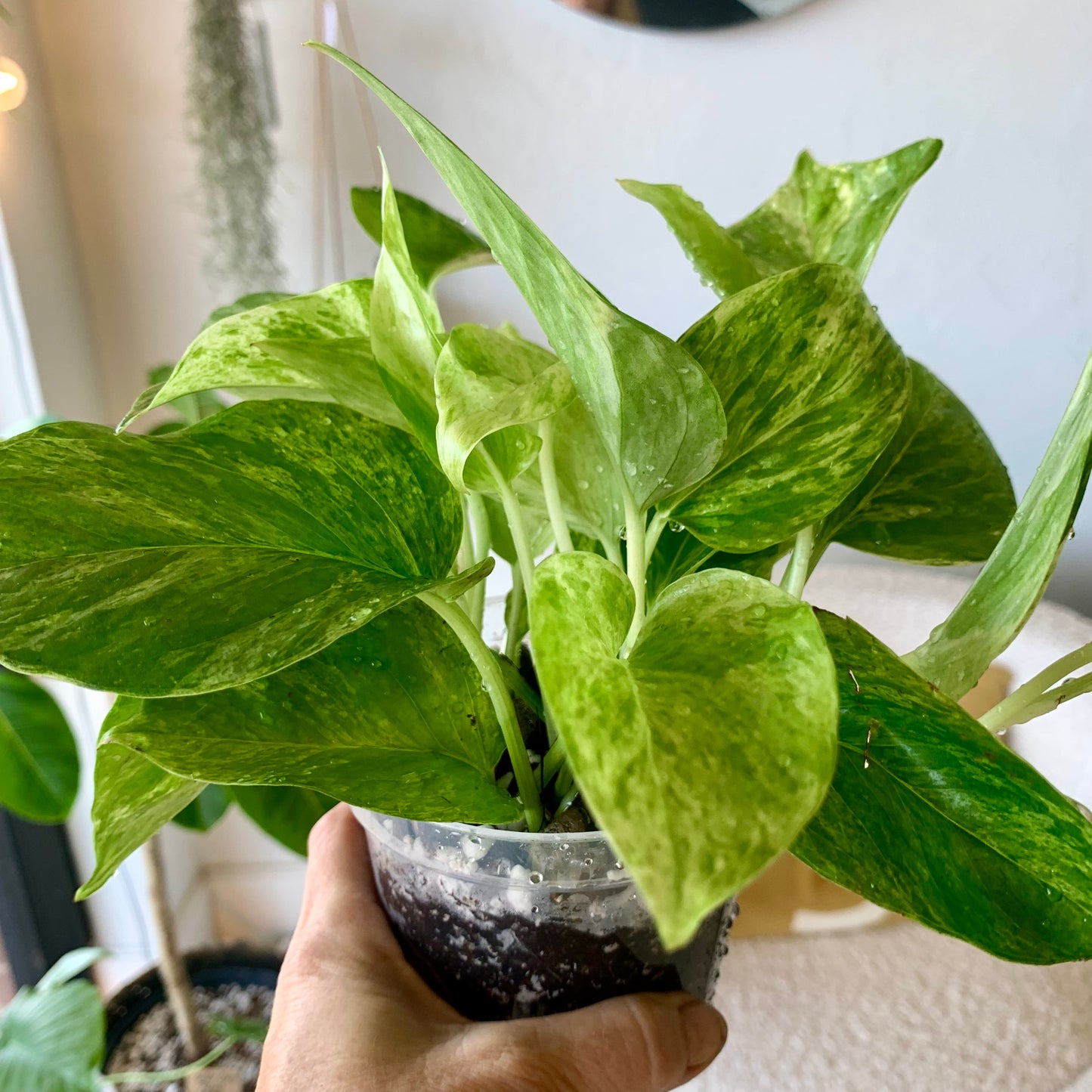 Marble Queen Pothos