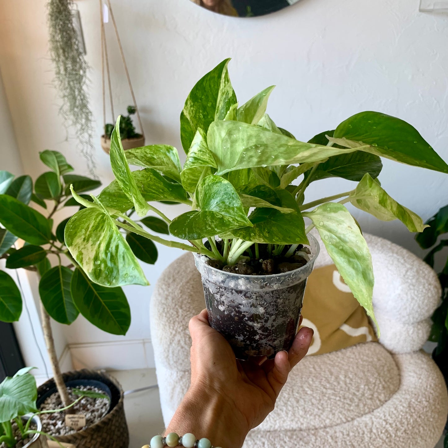 Marble Queen Pothos