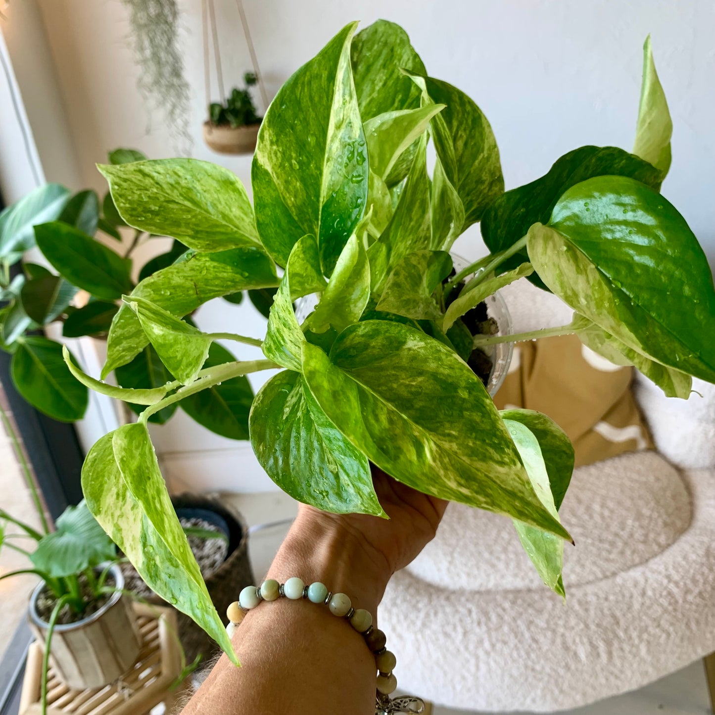 Marble Queen Pothos