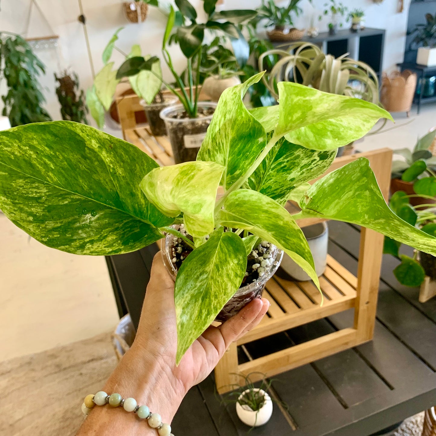 Marble Queen Pothos