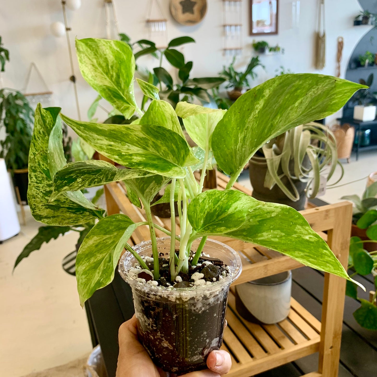 Marble Queen Pothos