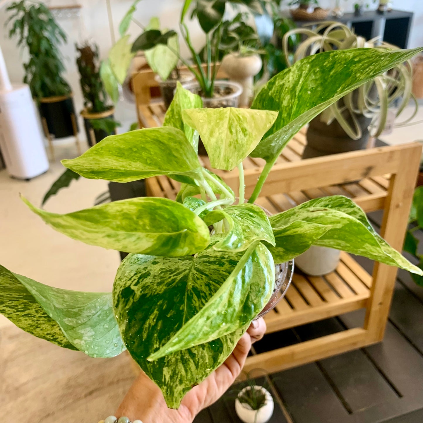 Marble Queen Pothos