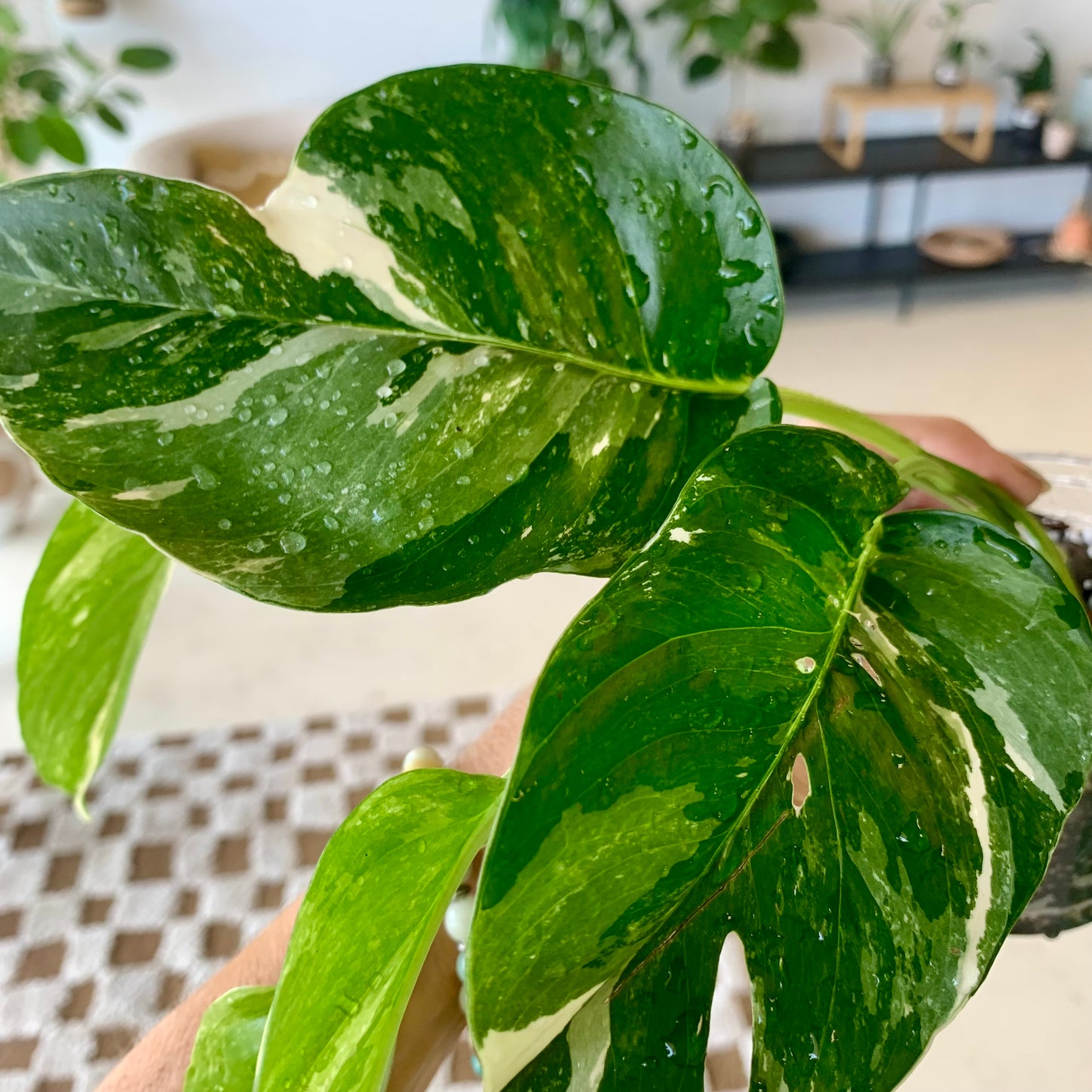 Albo Pothos (Epipremnum Pinnatum Albo)