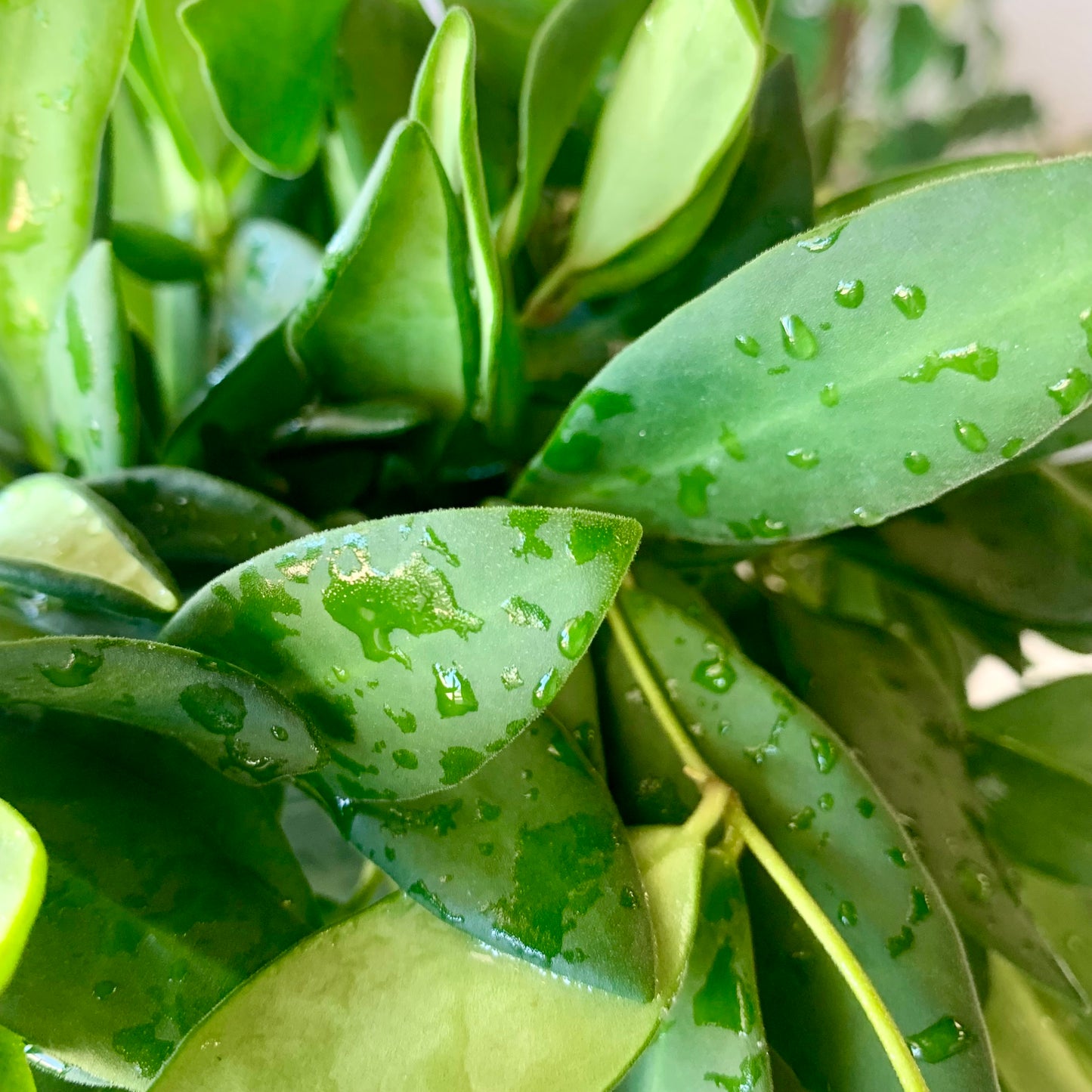 Hoya Burtoniae