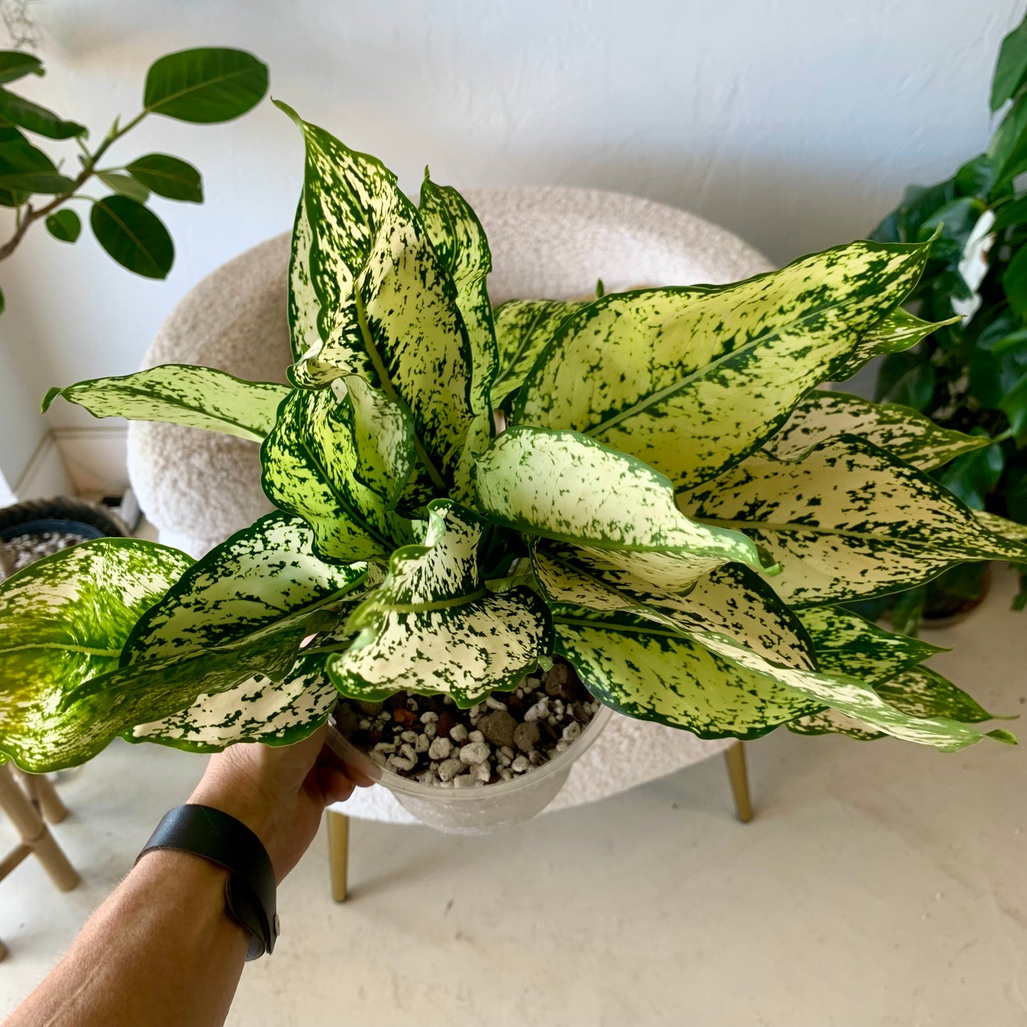 First Diamond Aglaonema