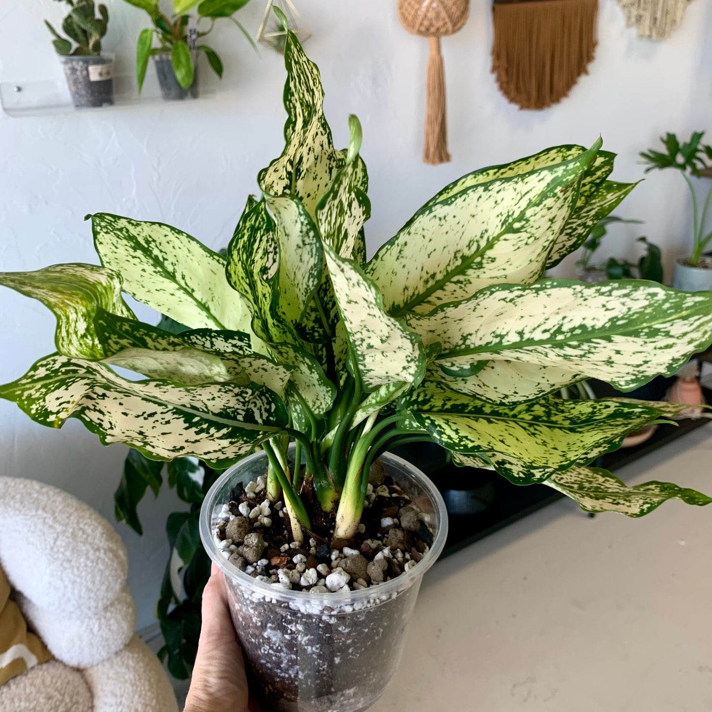 First Diamond Aglaonema