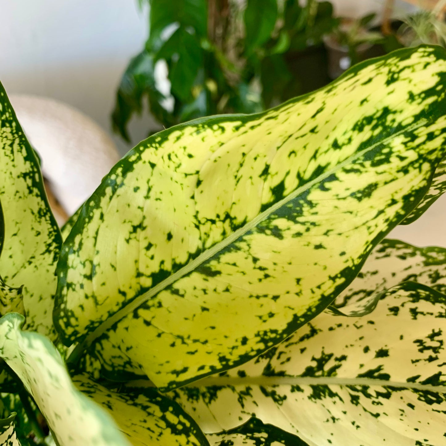 First Diamond Aglaonema