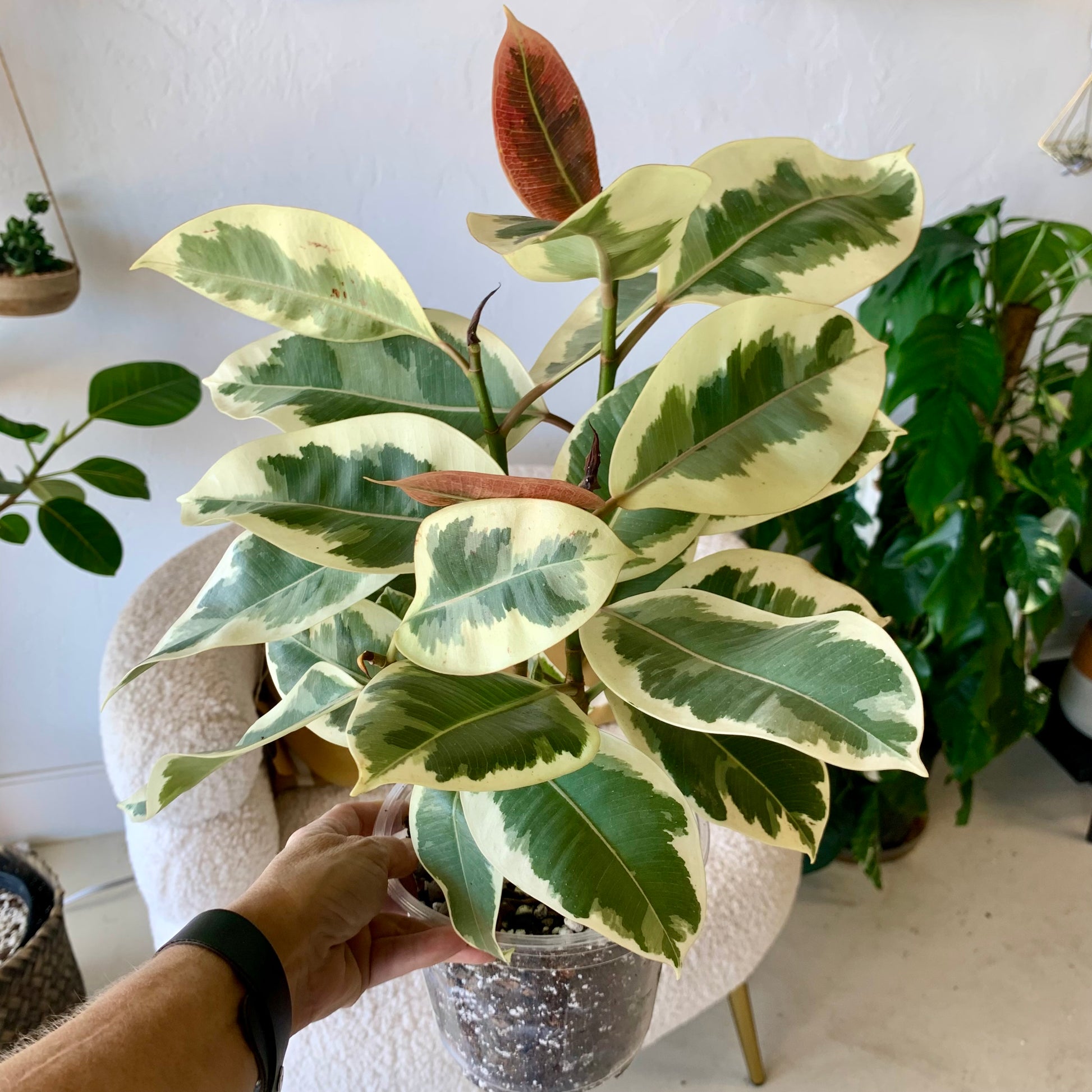 Ficus Elastica Tineke 6"