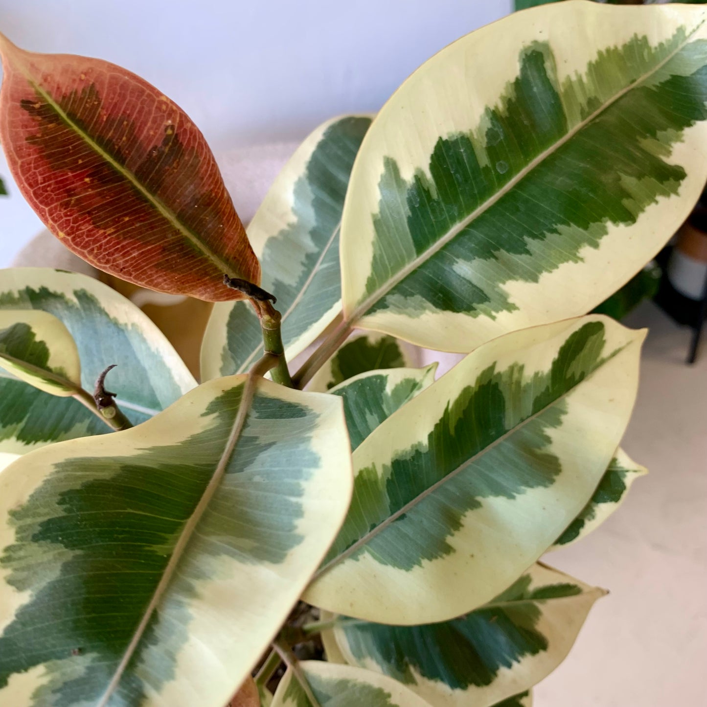 Ficus Elastica Tineke 6"