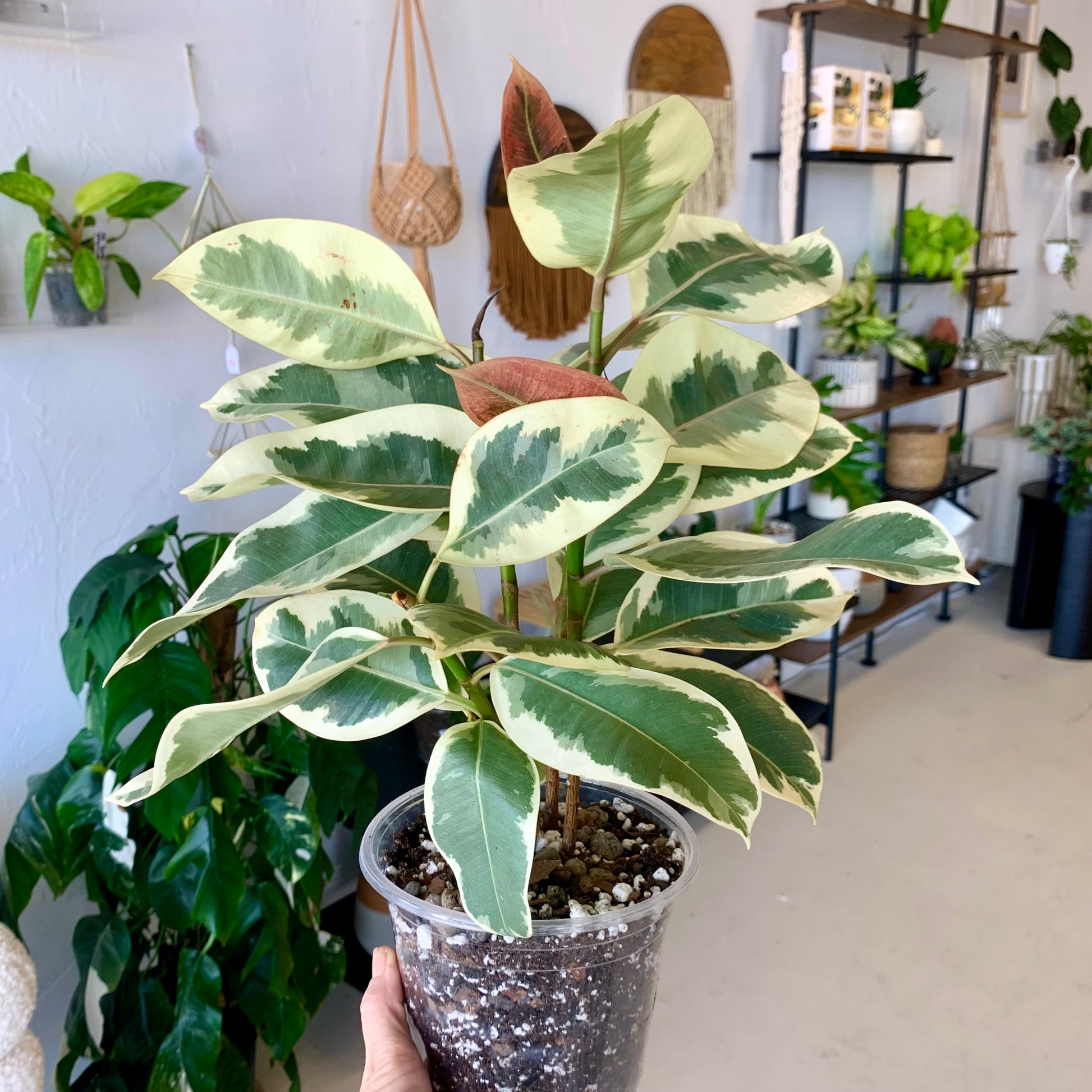 Ficus Elastica Tineke 6"