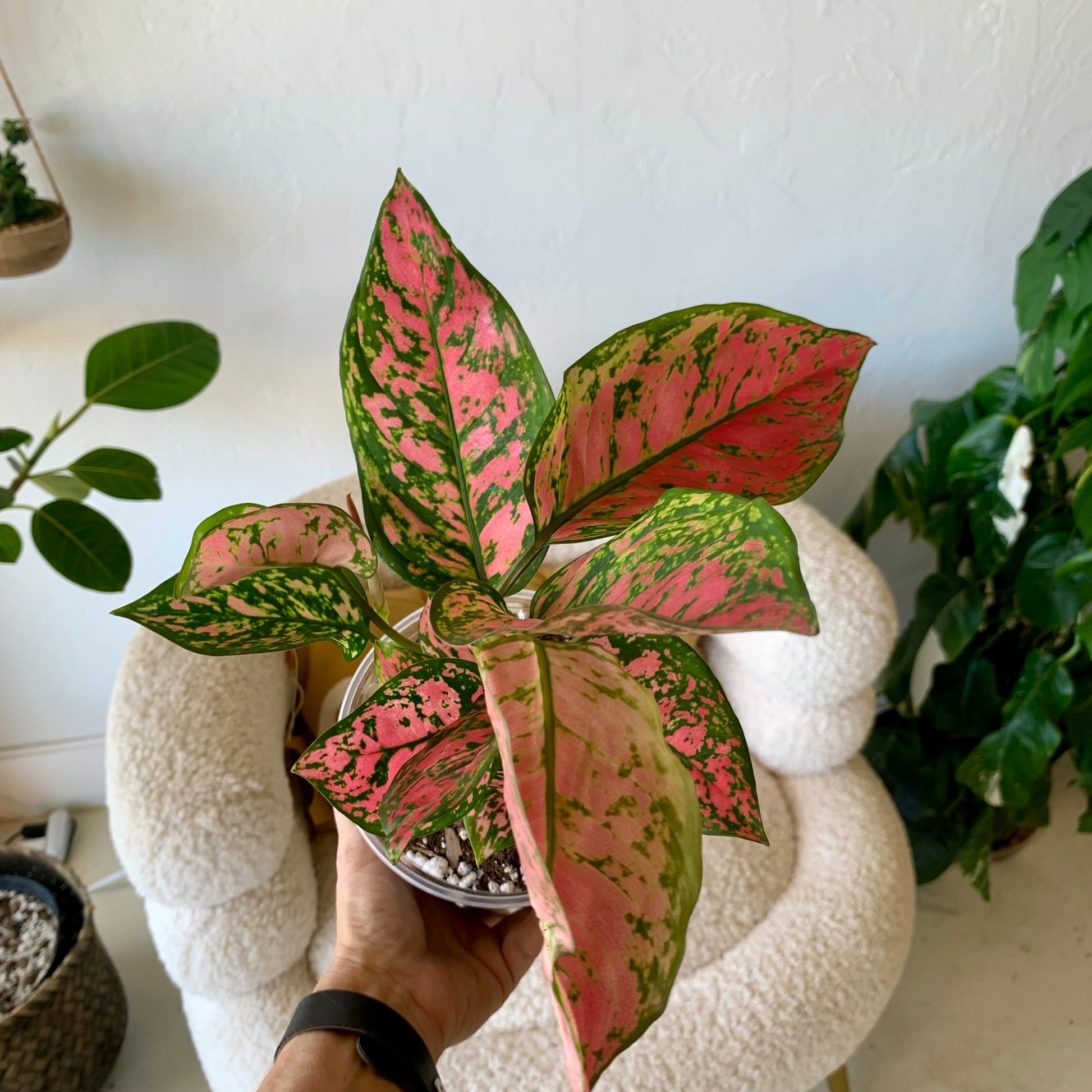 Pink Aglaonema