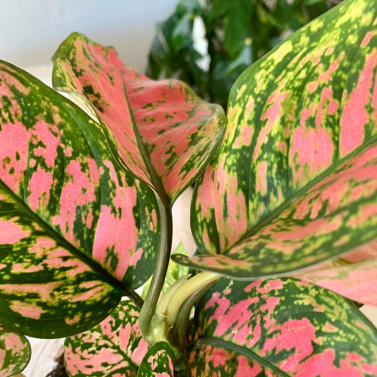 Lady Valentine Aglaonema