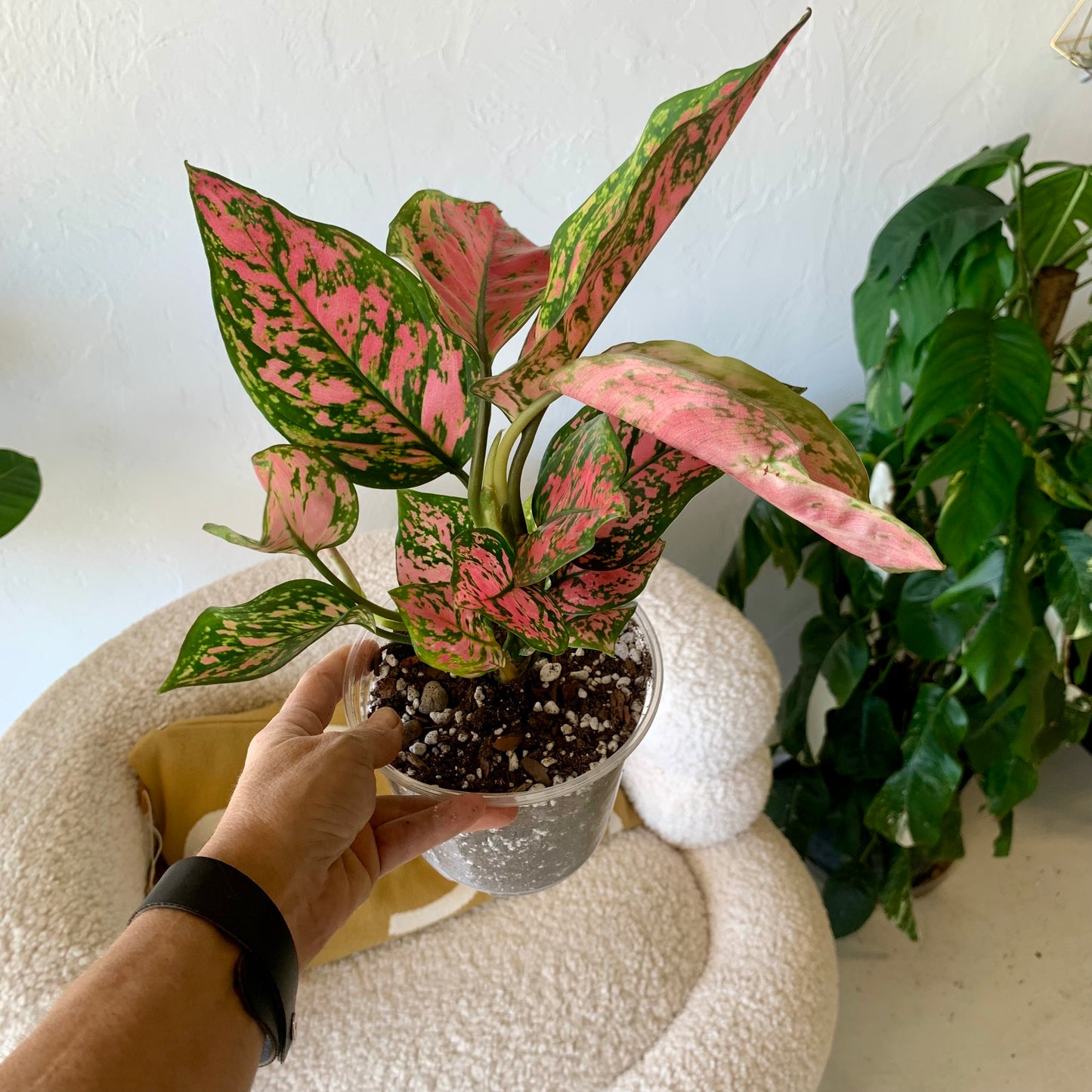 Pink Chinese Evergreen