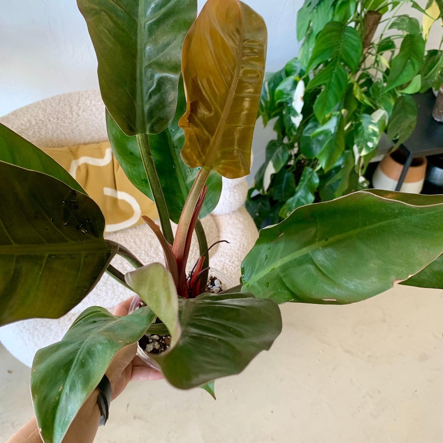 Congo rojo philodendron 6"