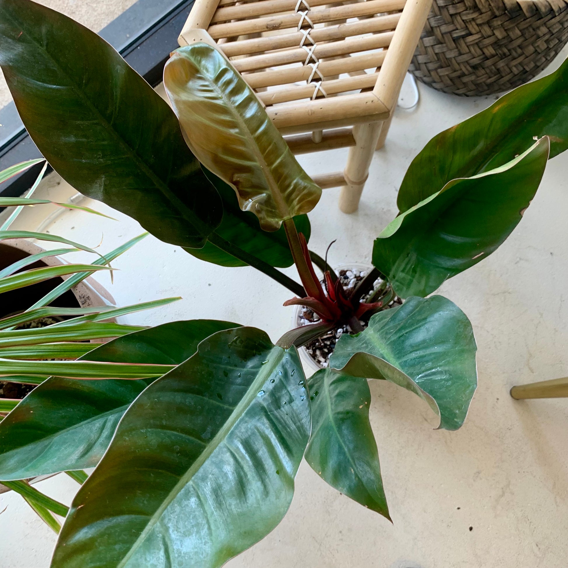 Congo rojo philodendron 6"