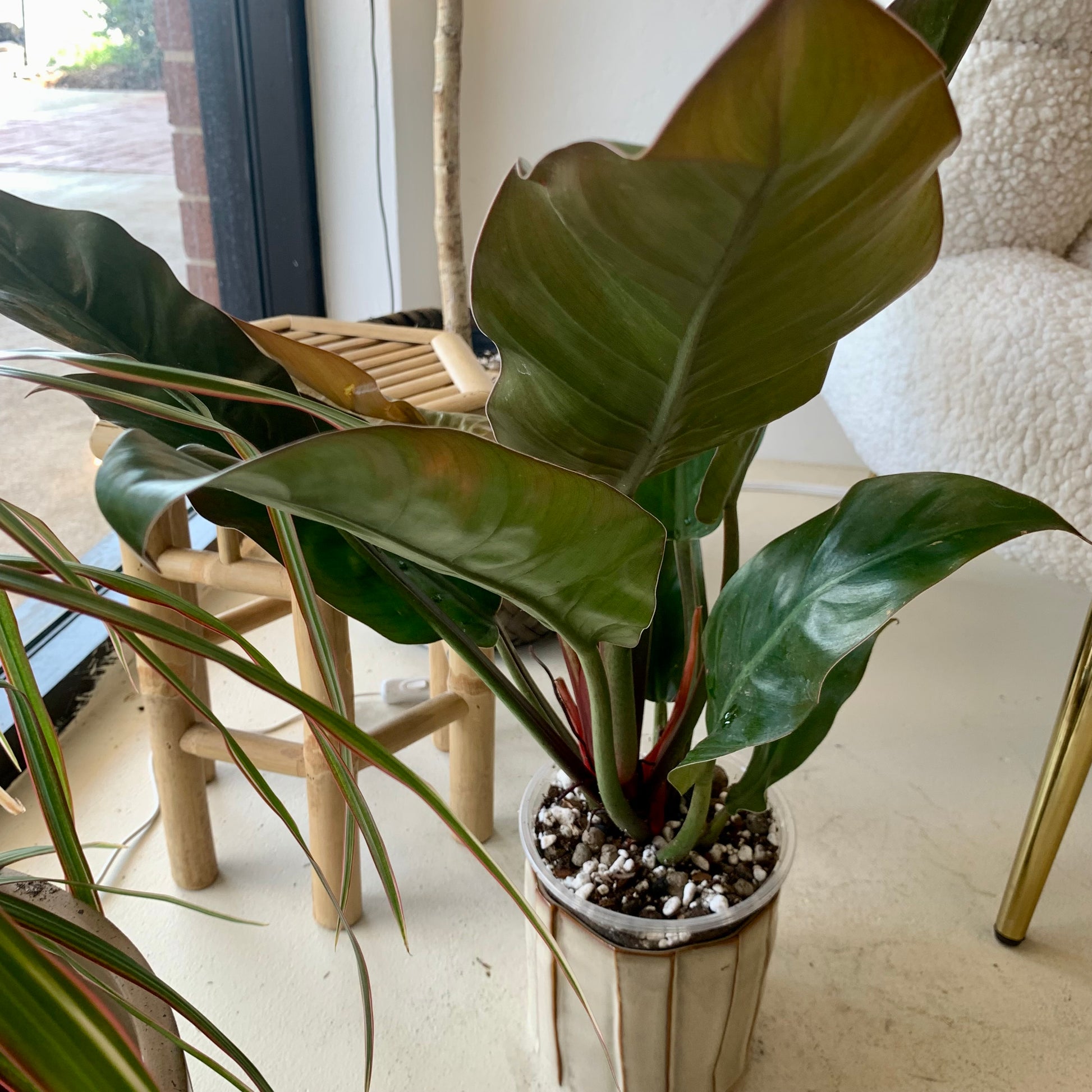 Congo rojo philodendron 6"