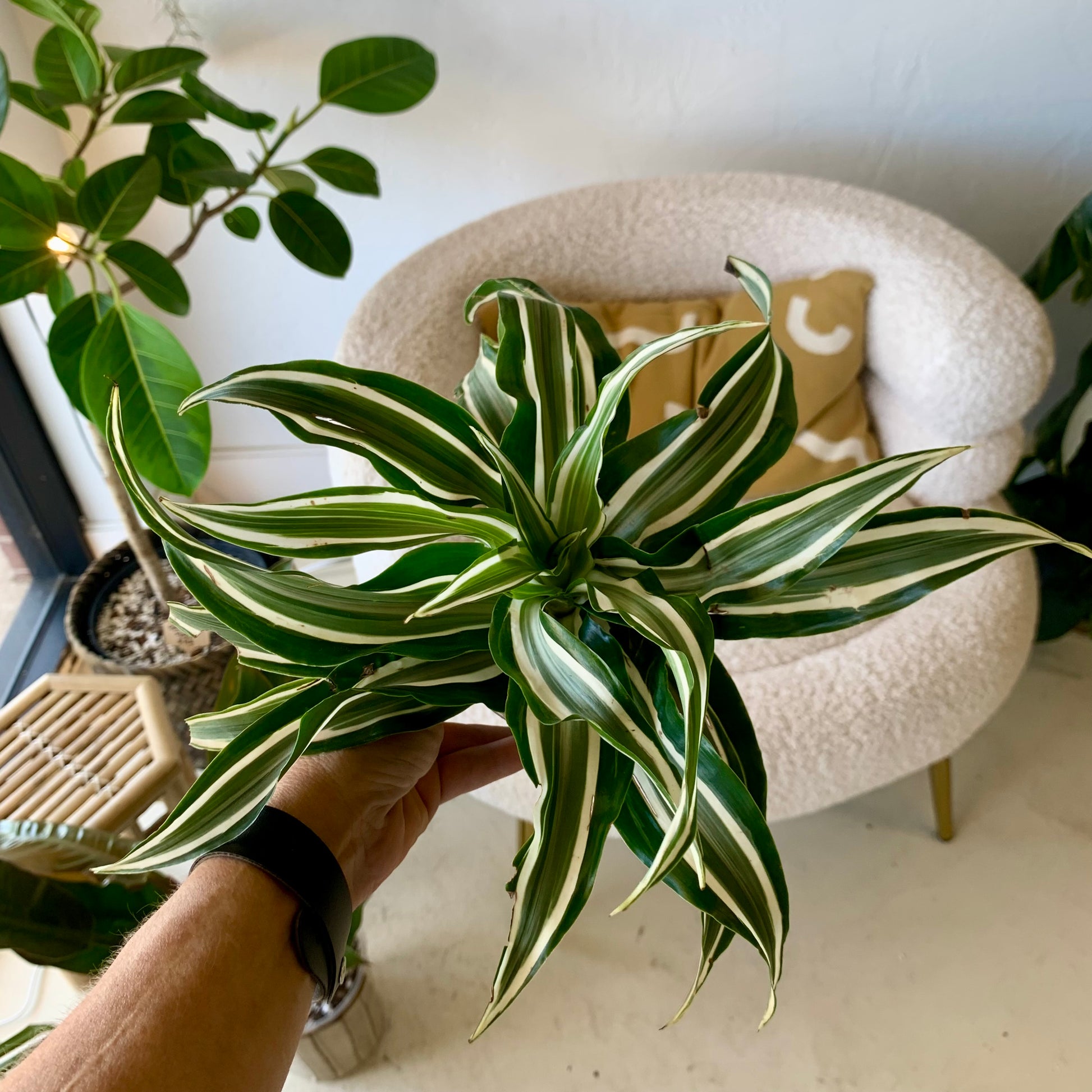 White Jewel Dracaena