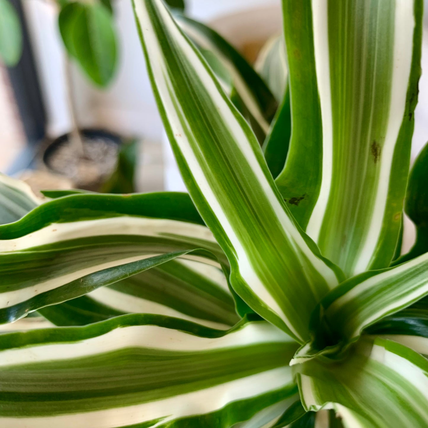 White Jewel Dracaena 4"