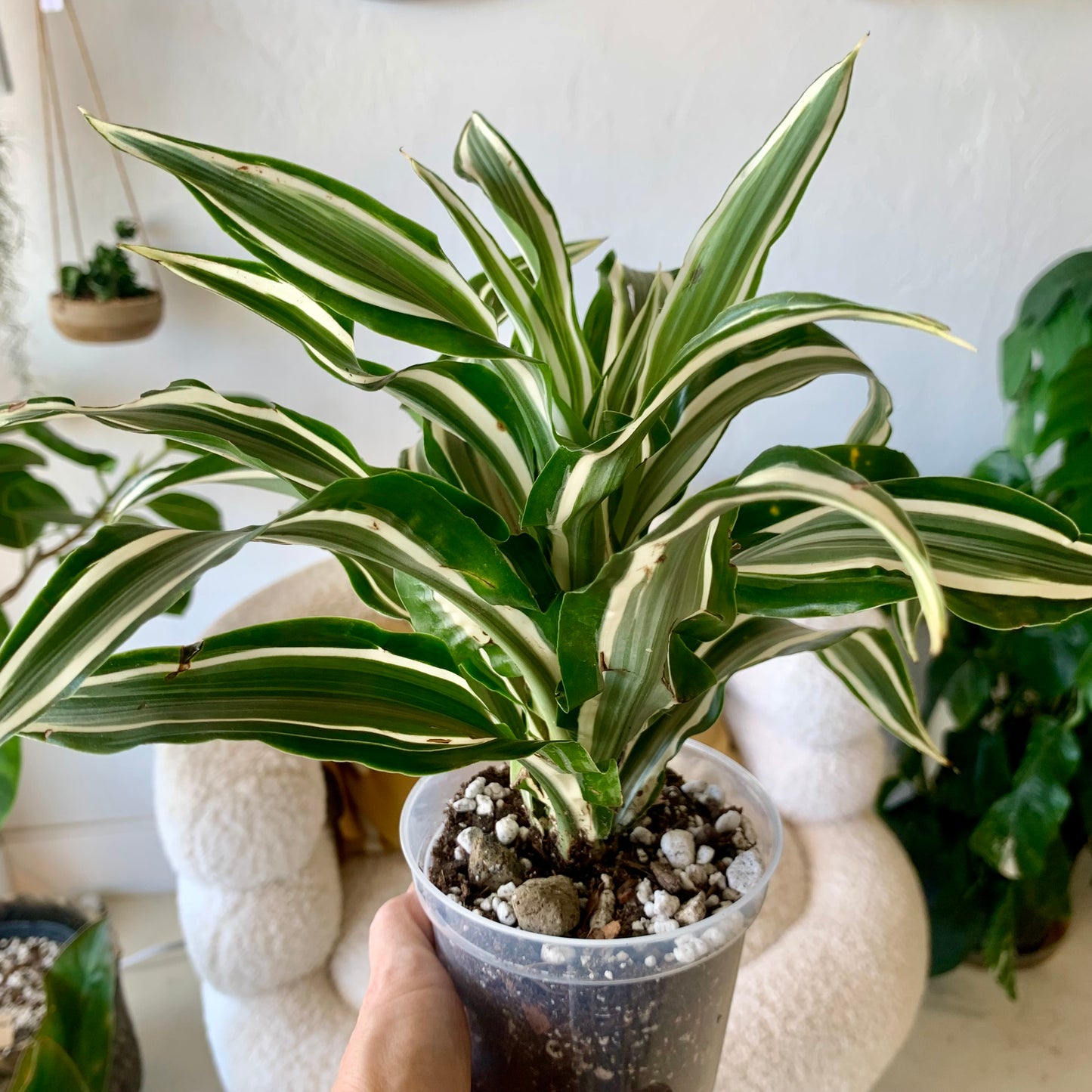 White Jewel Dracaena 4"