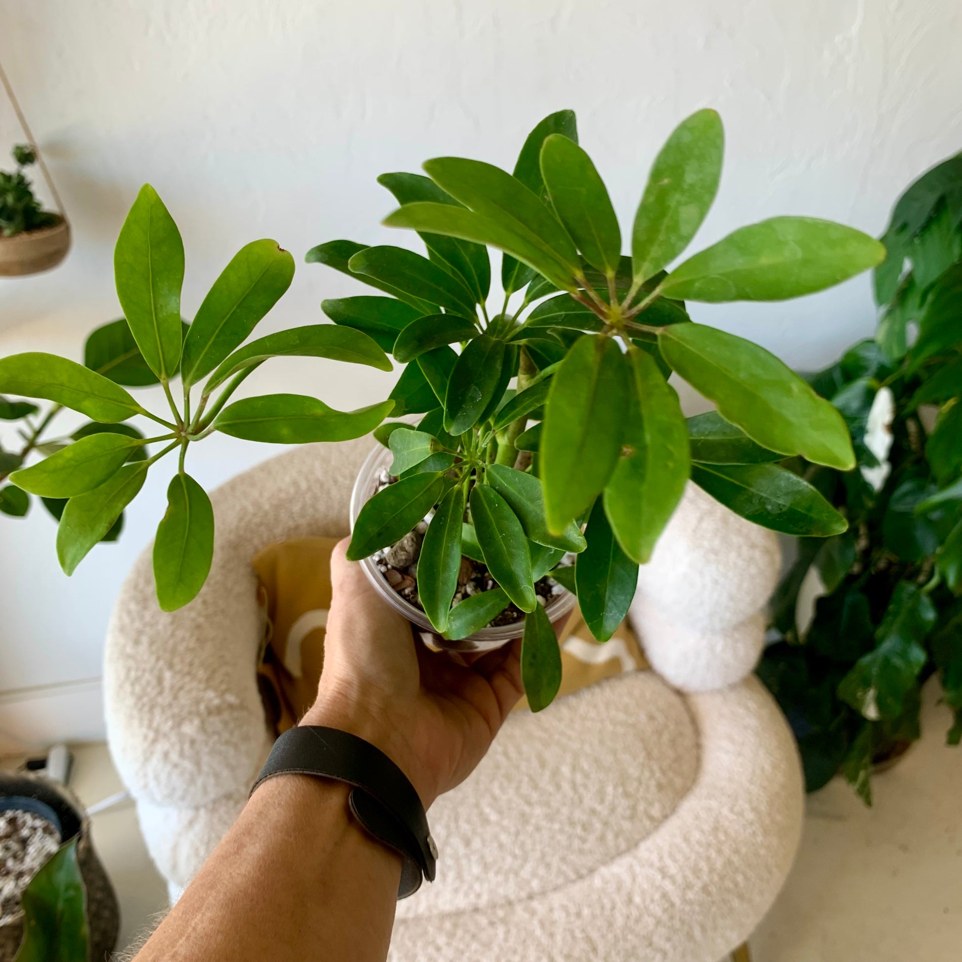 Schefflera Arboricola "Umbrella Tree" 4"