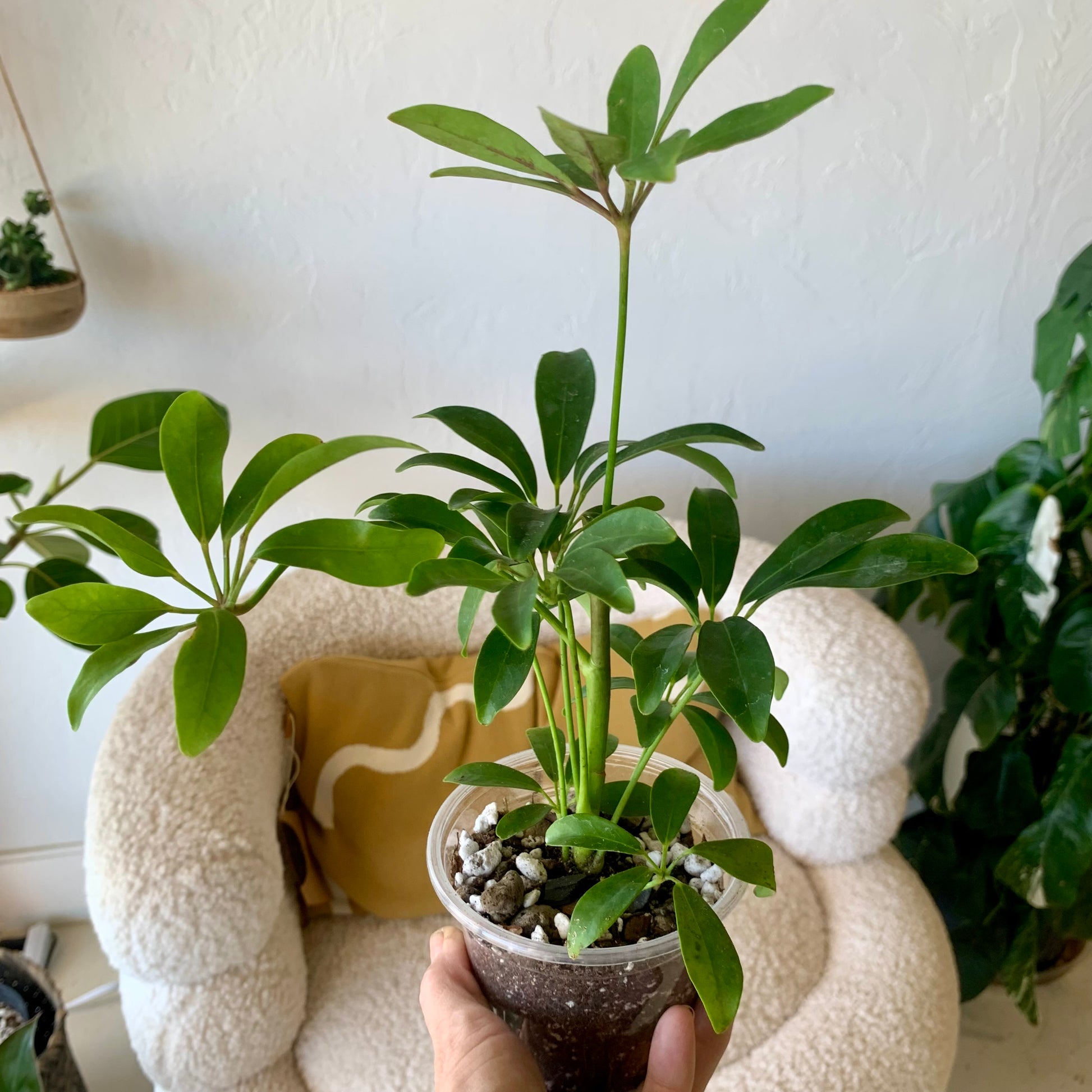 Schefflera Umbrella Tree 4"