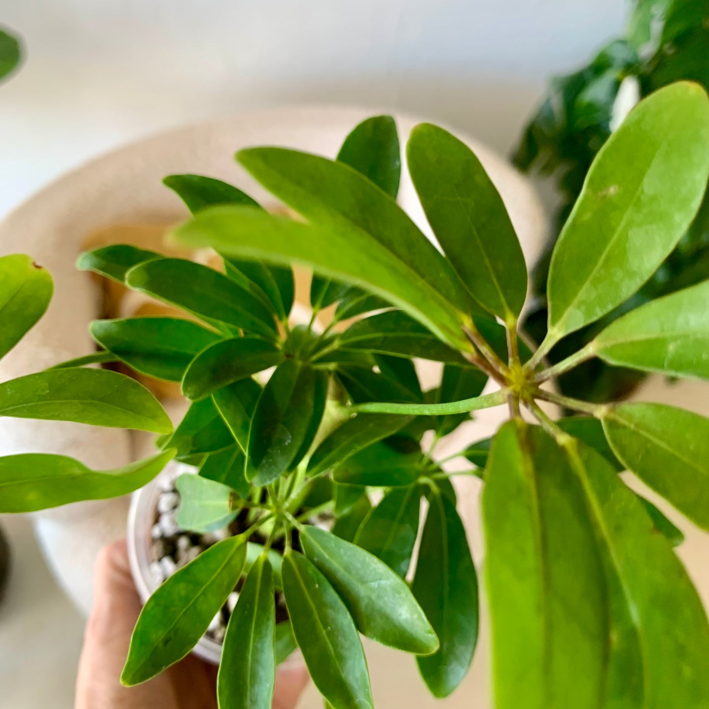 Schefflera Arboricola "Umbrella Tree"