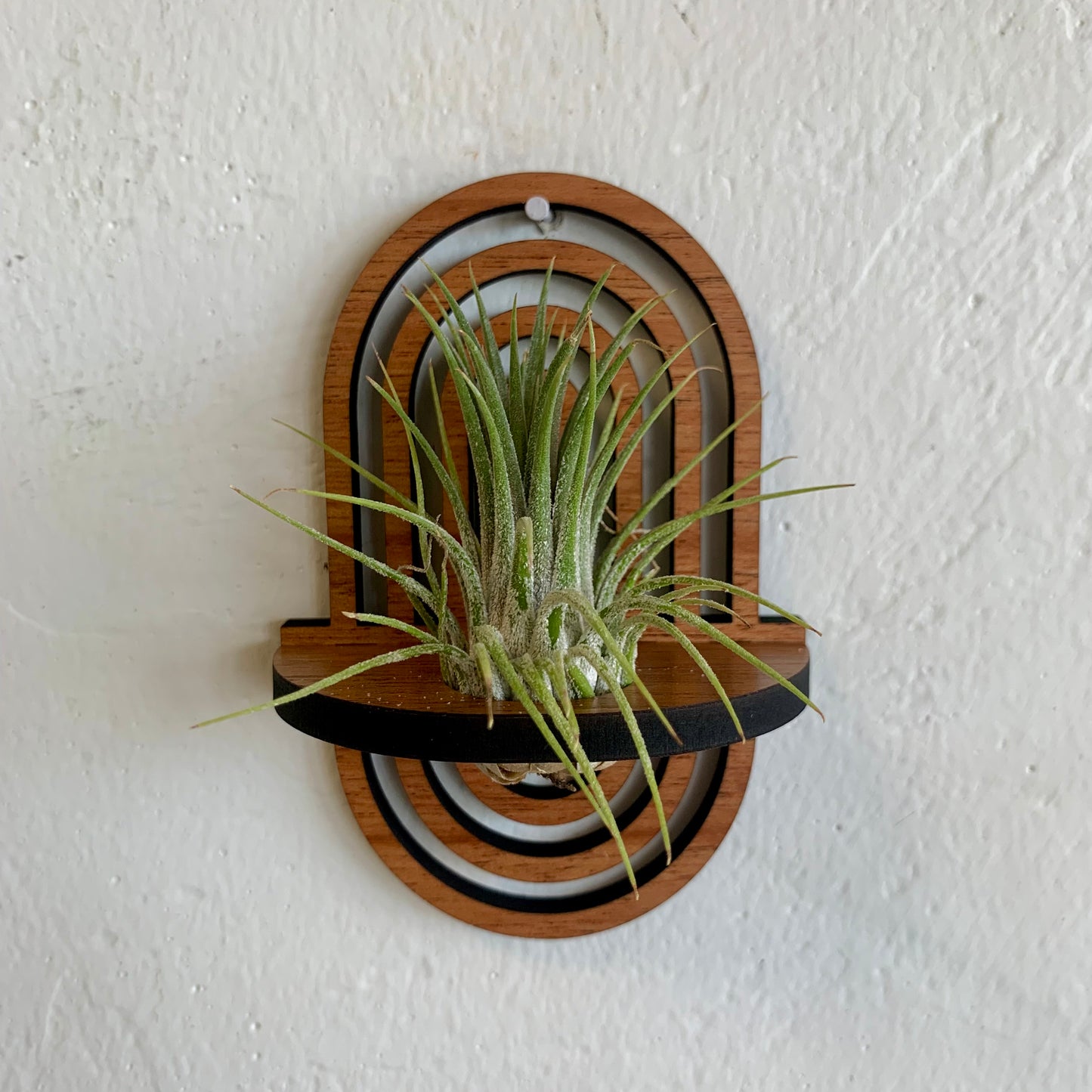 Arches Wooden Air Plant /Prop Display