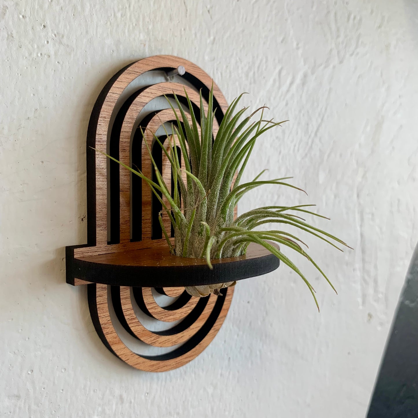 Arches Wooden Air Plant /Prop Display