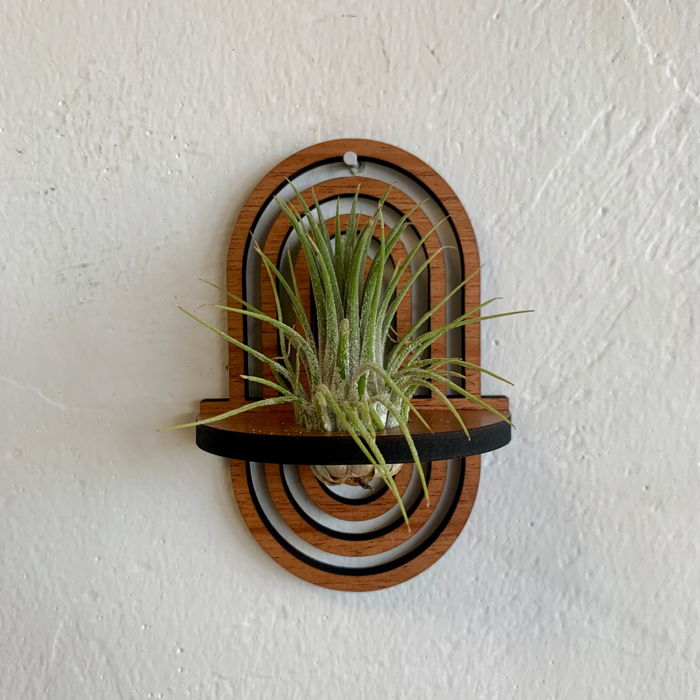 Arches Wooden Air Plant /Prop Display