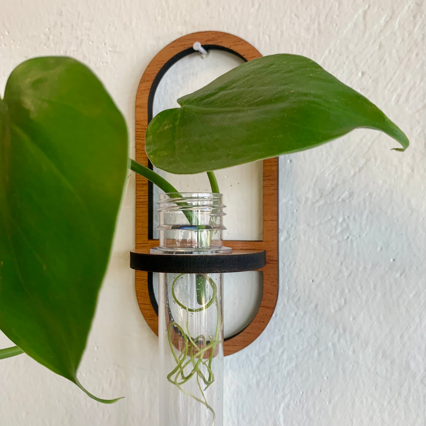 Oval Wooden Air Plant /Prop Display