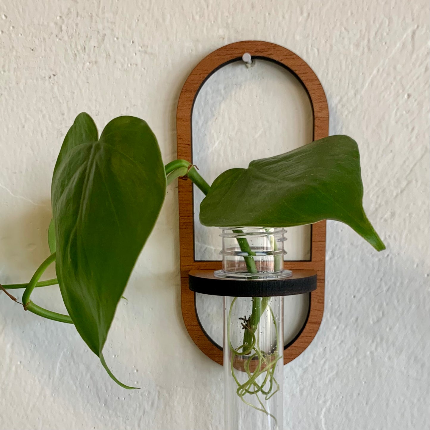 Oval Wooden Air Plant /Prop Display