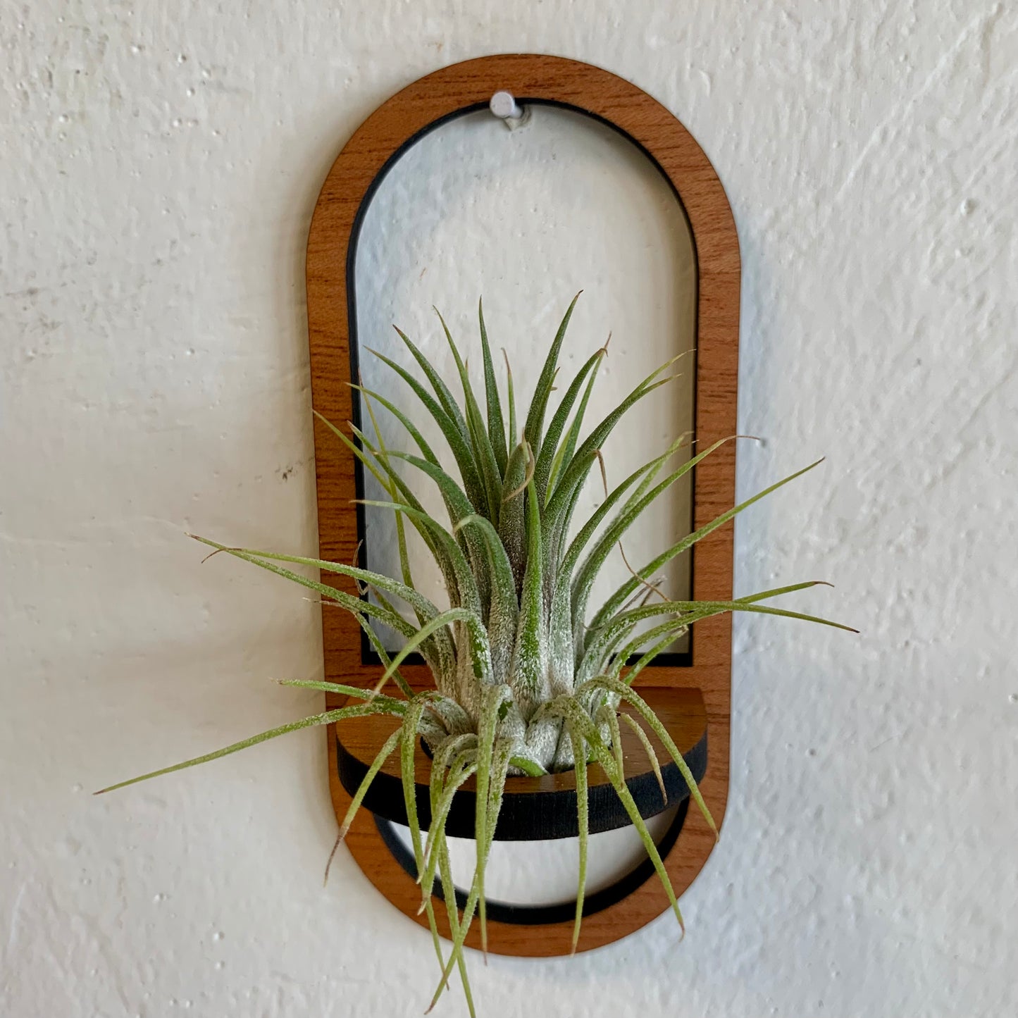 Oval Wooden Air Plant /Prop Display