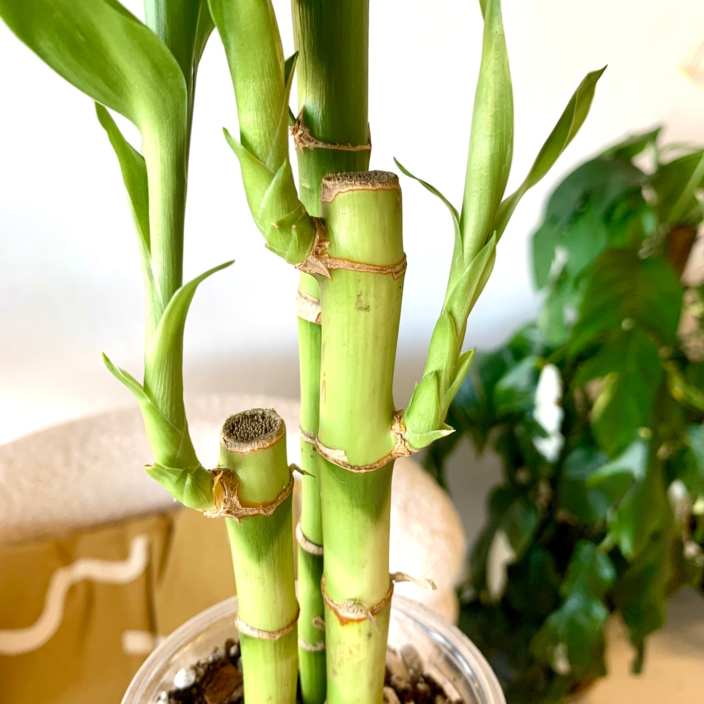 Lucky Bamboo