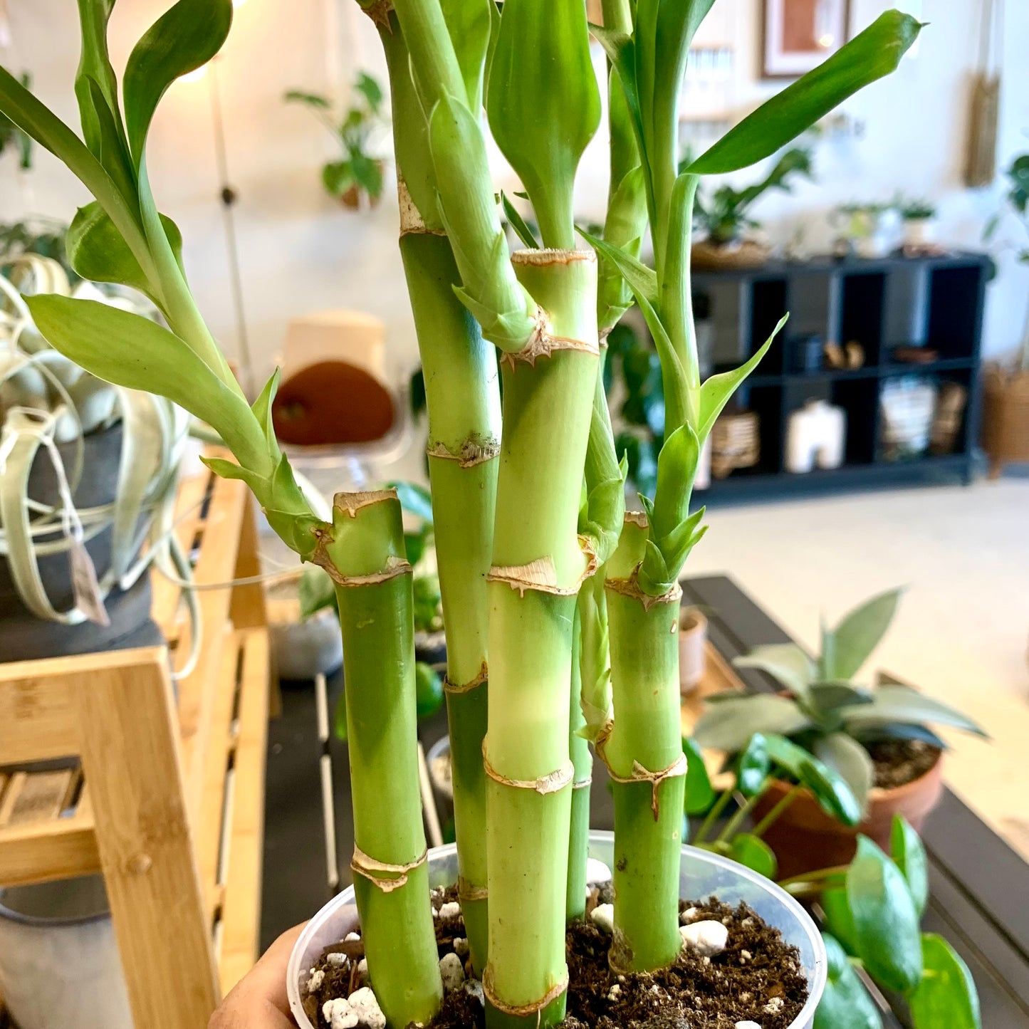 Lucky Bamboo