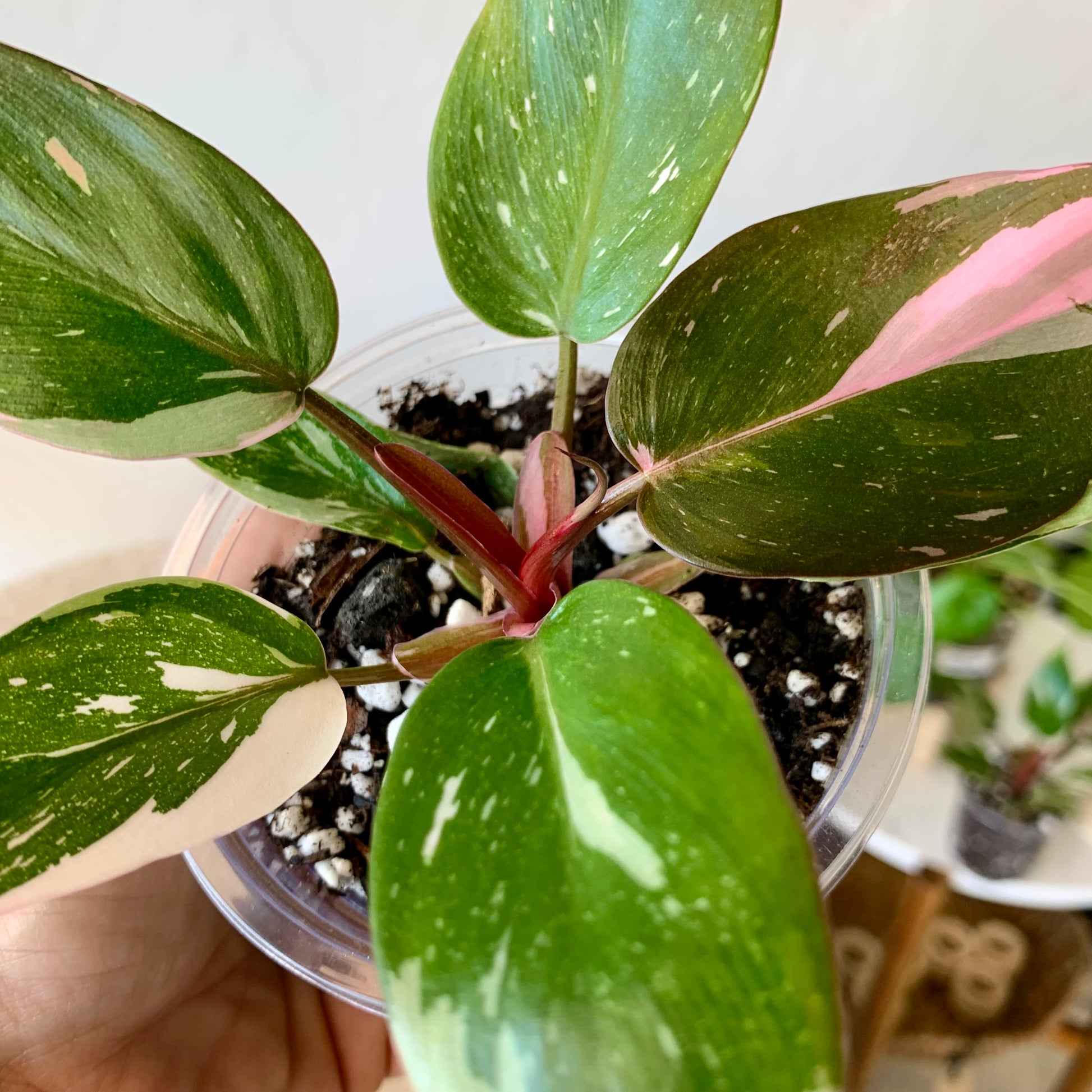 Pink princess philodendron 4"